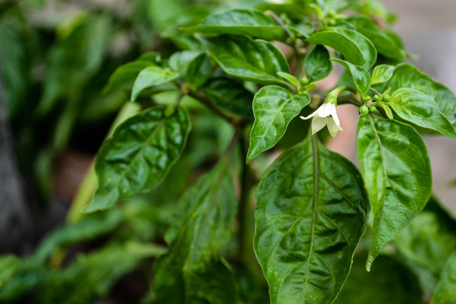 Nikon D3100 sample photo. Plants, garden, nature photography