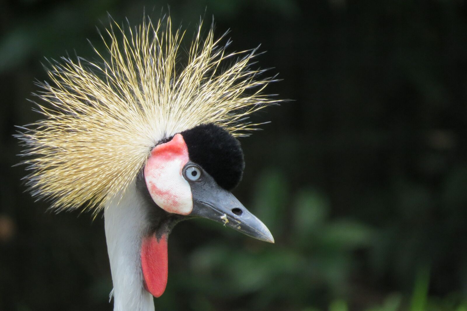 Canon PowerShot SX50 HS sample photo. Exotic bird, bird, feather photography