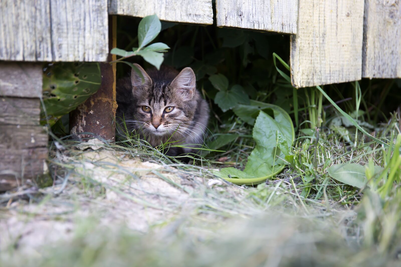 Canon EF 24-70mm F4L IS USM sample photo. Cat, fence, summer photography