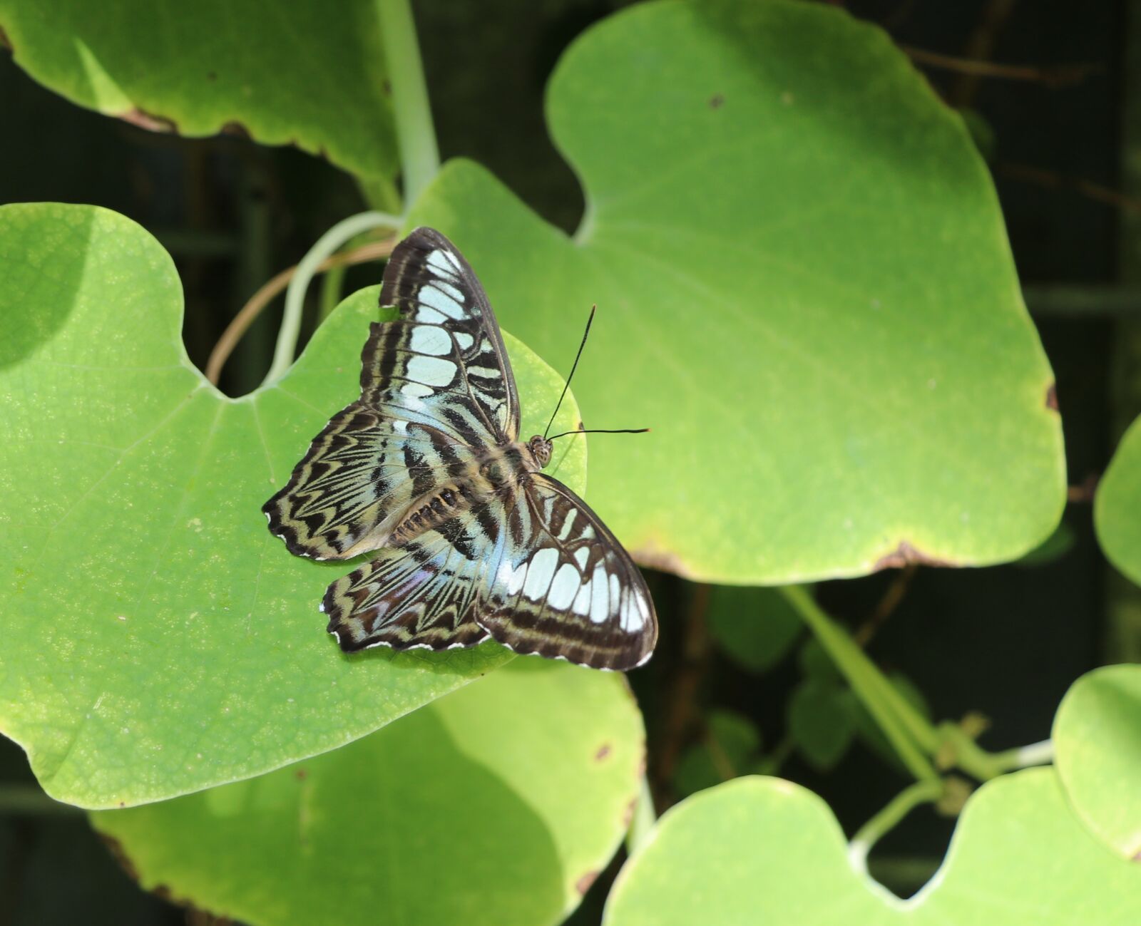 Canon EF-S 18-135mm F3.5-5.6 IS USM sample photo. Butterfly, green leaf background photography