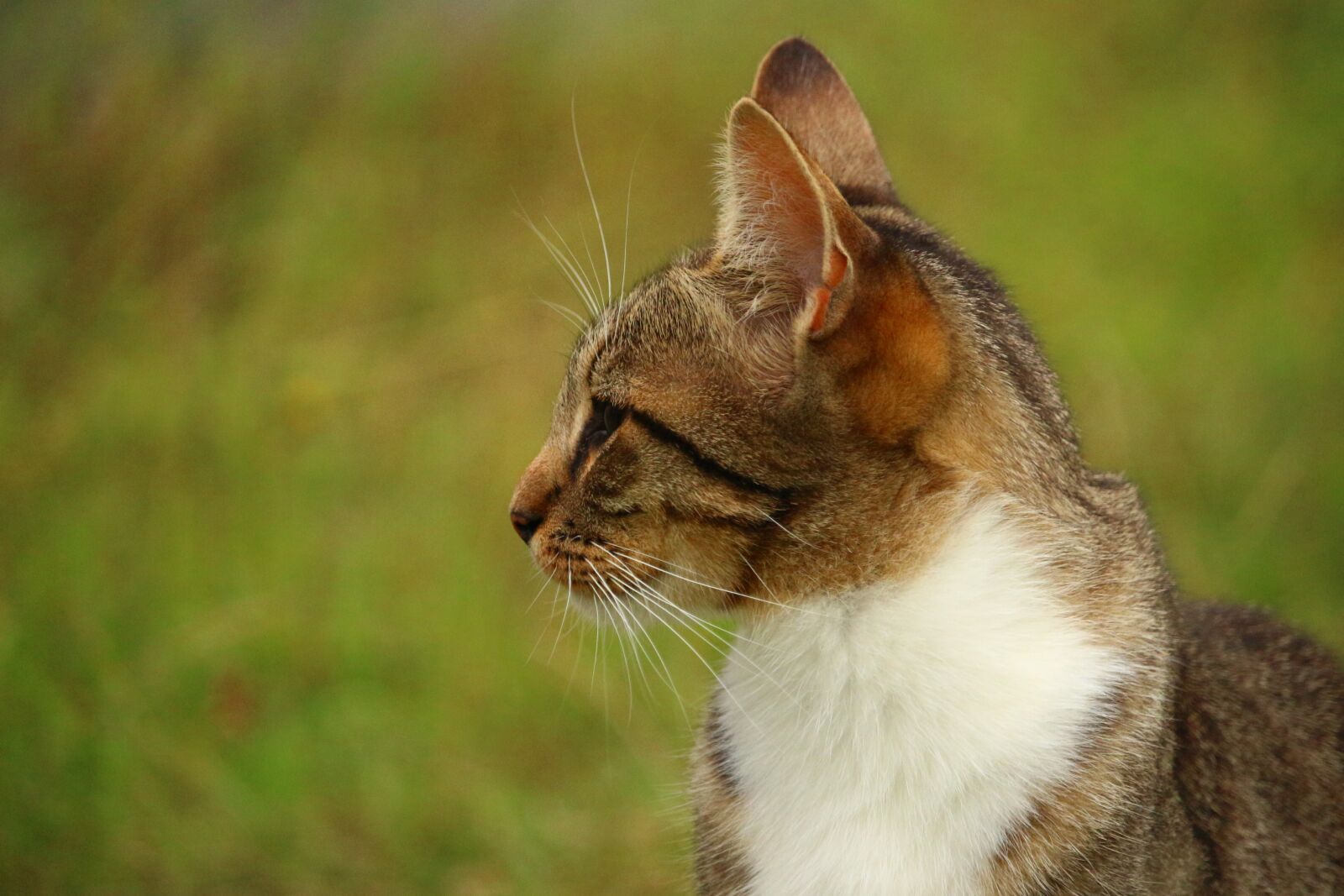 Canon EOS 100D (EOS Rebel SL1 / EOS Kiss X7) sample photo. Cat, kitten, mieze photography