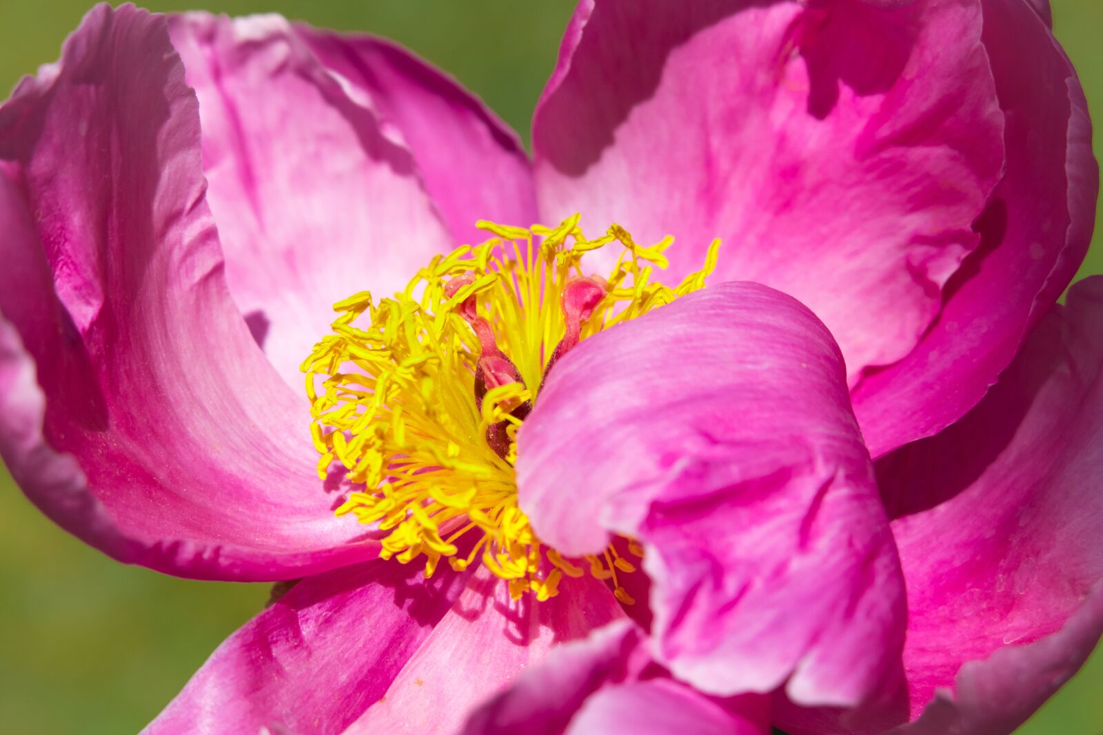 Canon PowerShot G3 X sample photo. Peony, blossom, bloom photography