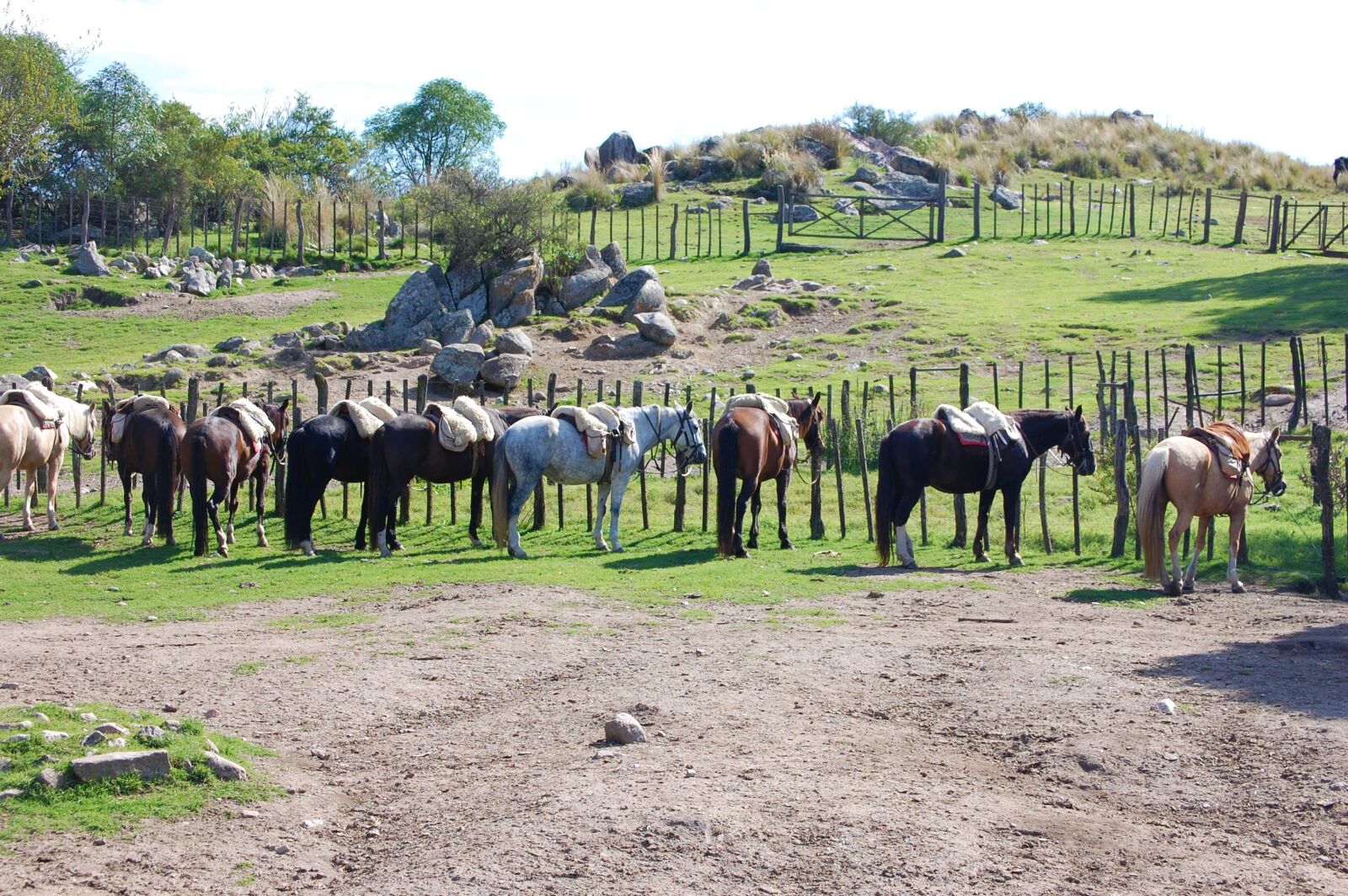 Nikon D40 sample photo. Horses, cordoba, argentina photography