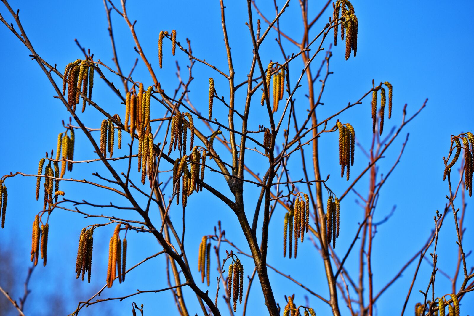 Nikon D750 sample photo. Male catkins, catkins, flower photography