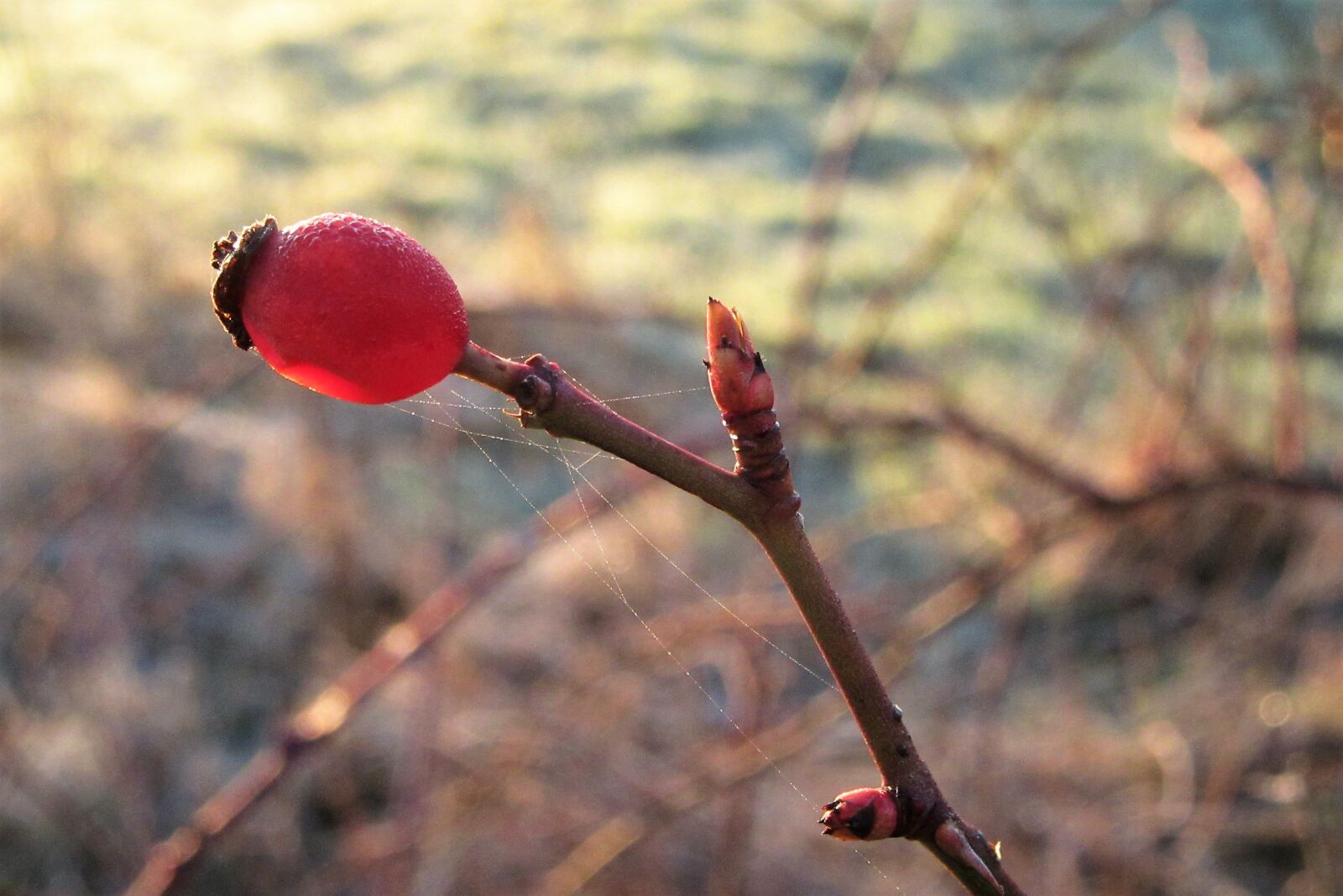 Canon PowerShot SX610 HS sample photo. Berry, red, branch photography