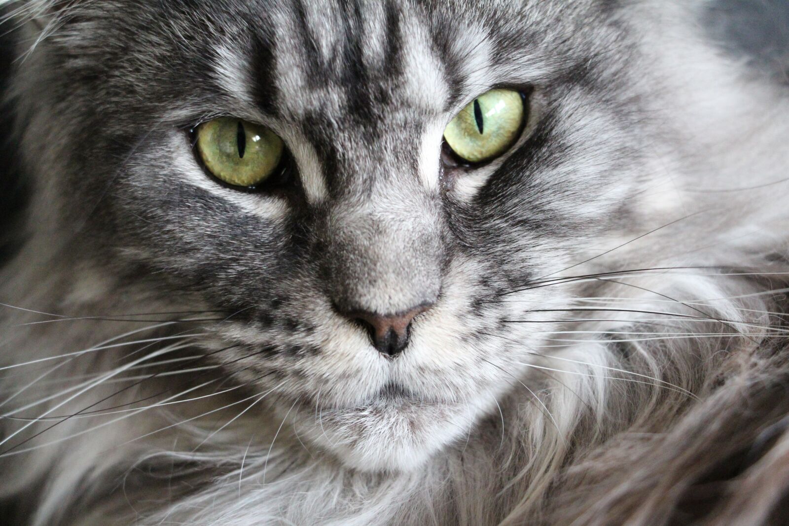 Canon EOS 650D (EOS Rebel T4i / EOS Kiss X6i) sample photo. Cat, maine coon, maine photography
