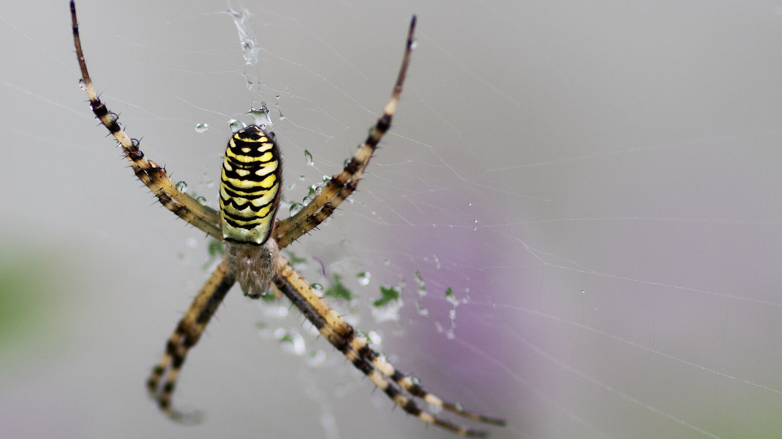 Pentax smc D-FA 100mm F2.8 macro sample photo. Spider, argiope bruennichi, argiope photography