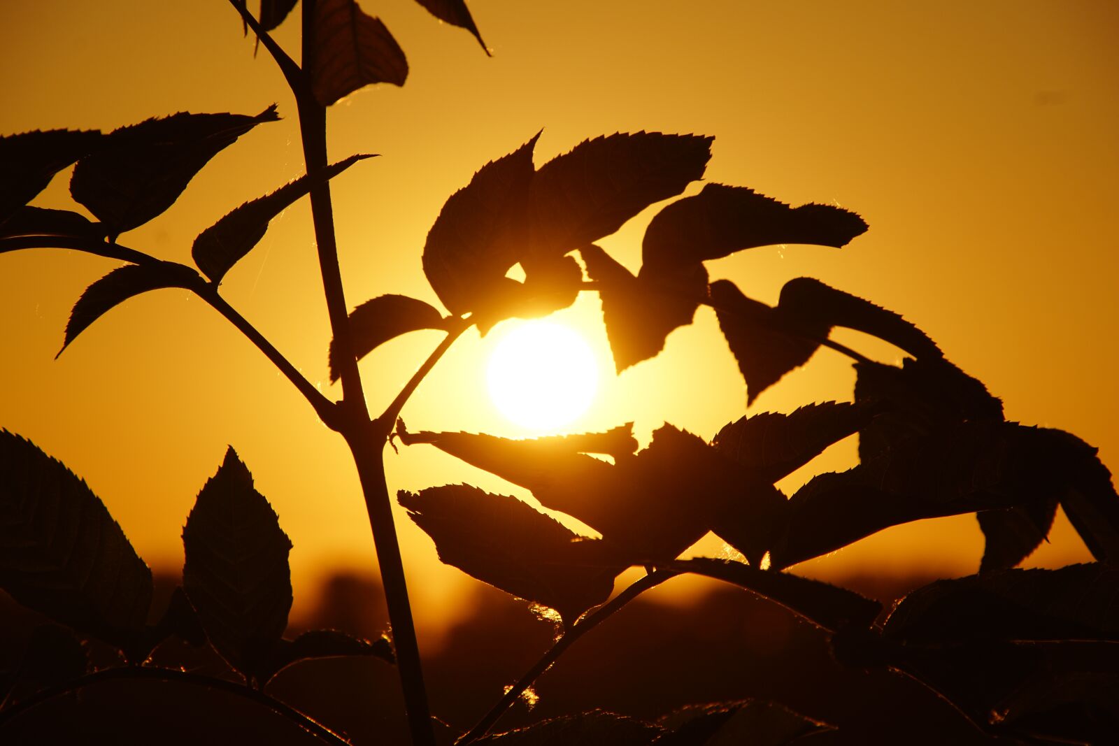 Sony DT 18-200mm F3.5-6.3 sample photo. West, the sun, foliage photography