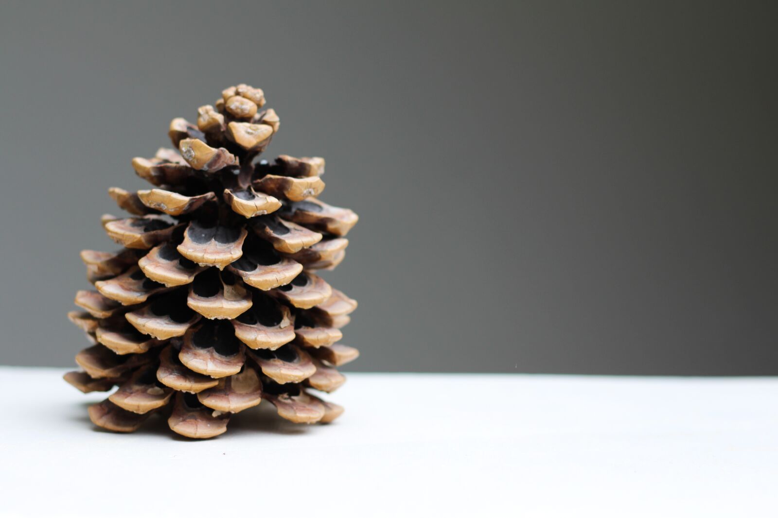 Canon EOS 700D (EOS Rebel T5i / EOS Kiss X7i) sample photo. Pine cones, christmas, autumn photography