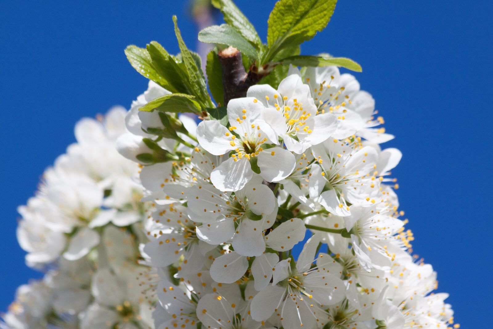 Canon EOS 50D sample photo. Mirabelle, blossom, bloom photography