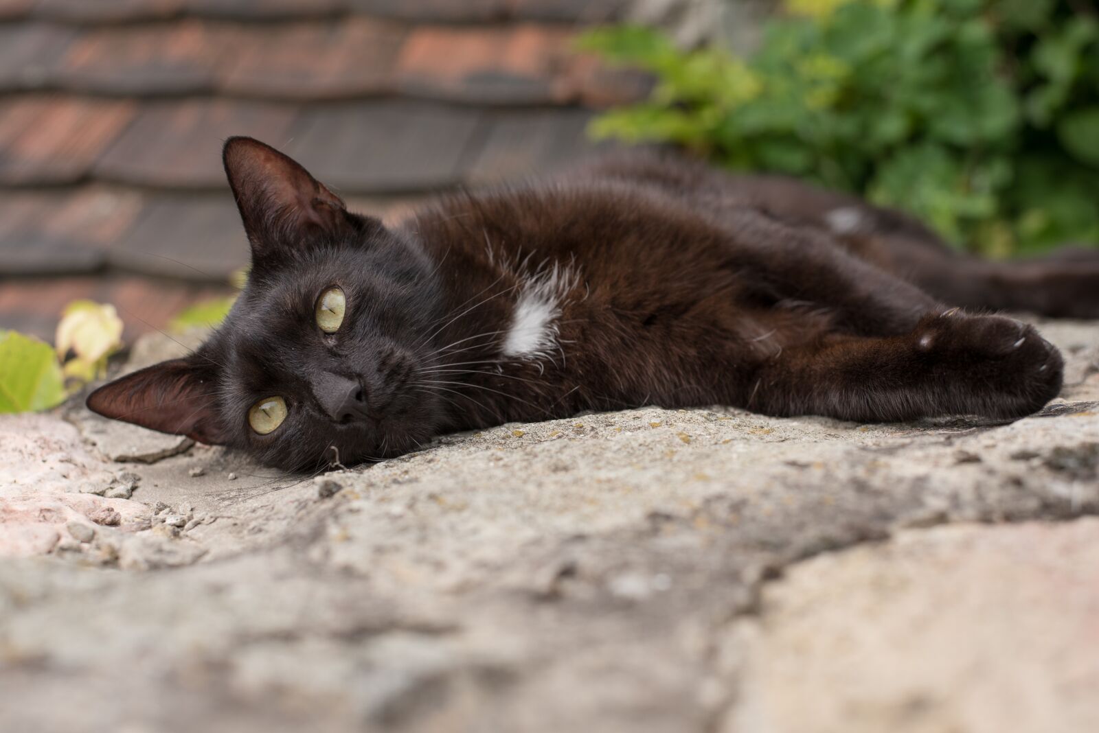 Nikon D750 sample photo. Kitten, cat, black photography