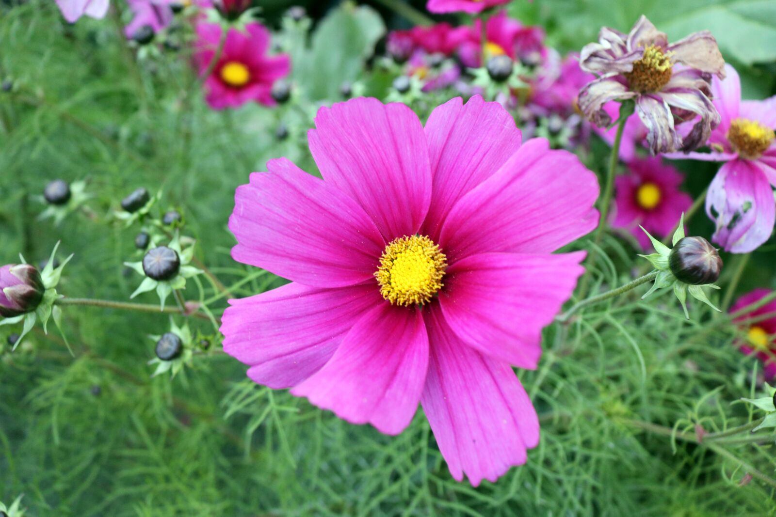 Canon EOS 750D (EOS Rebel T6i / EOS Kiss X8i) sample photo. Purple flower, pink flower photography