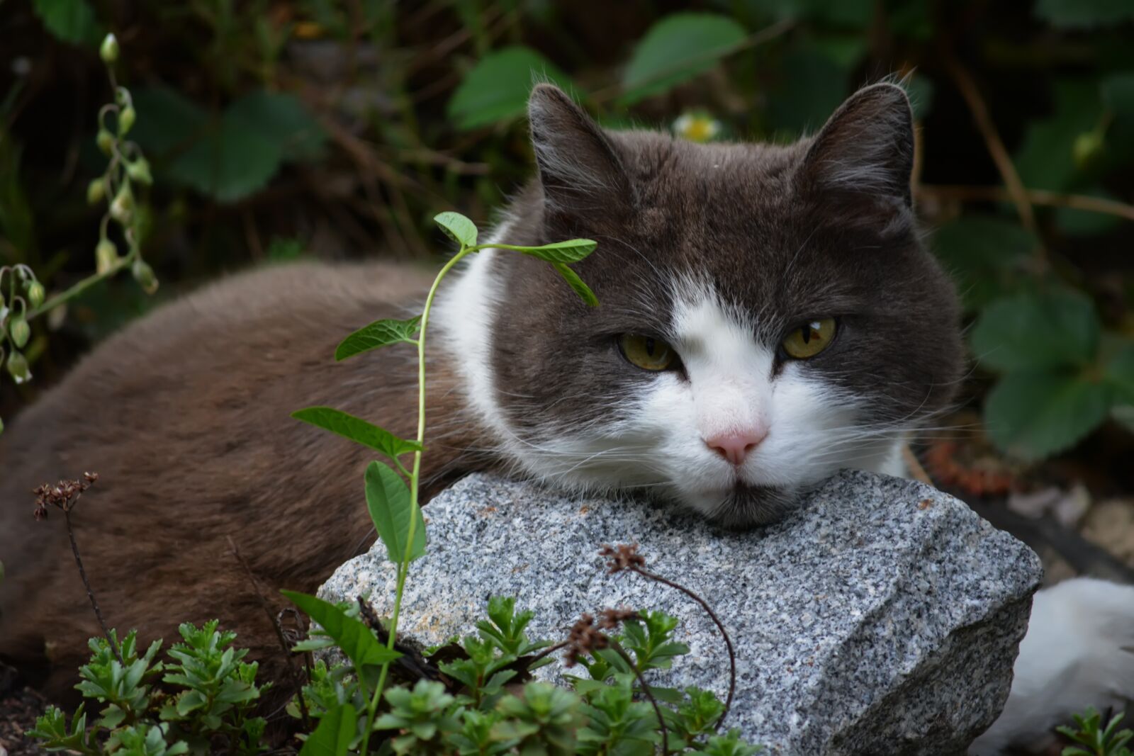 Nikon D5200 sample photo. Cat, stone, wool photography