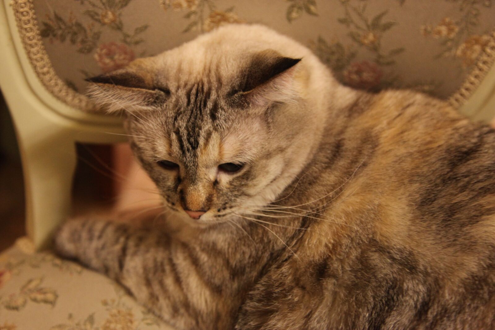 Canon EOS 5D Mark II sample photo. Cat, thai, animals photography