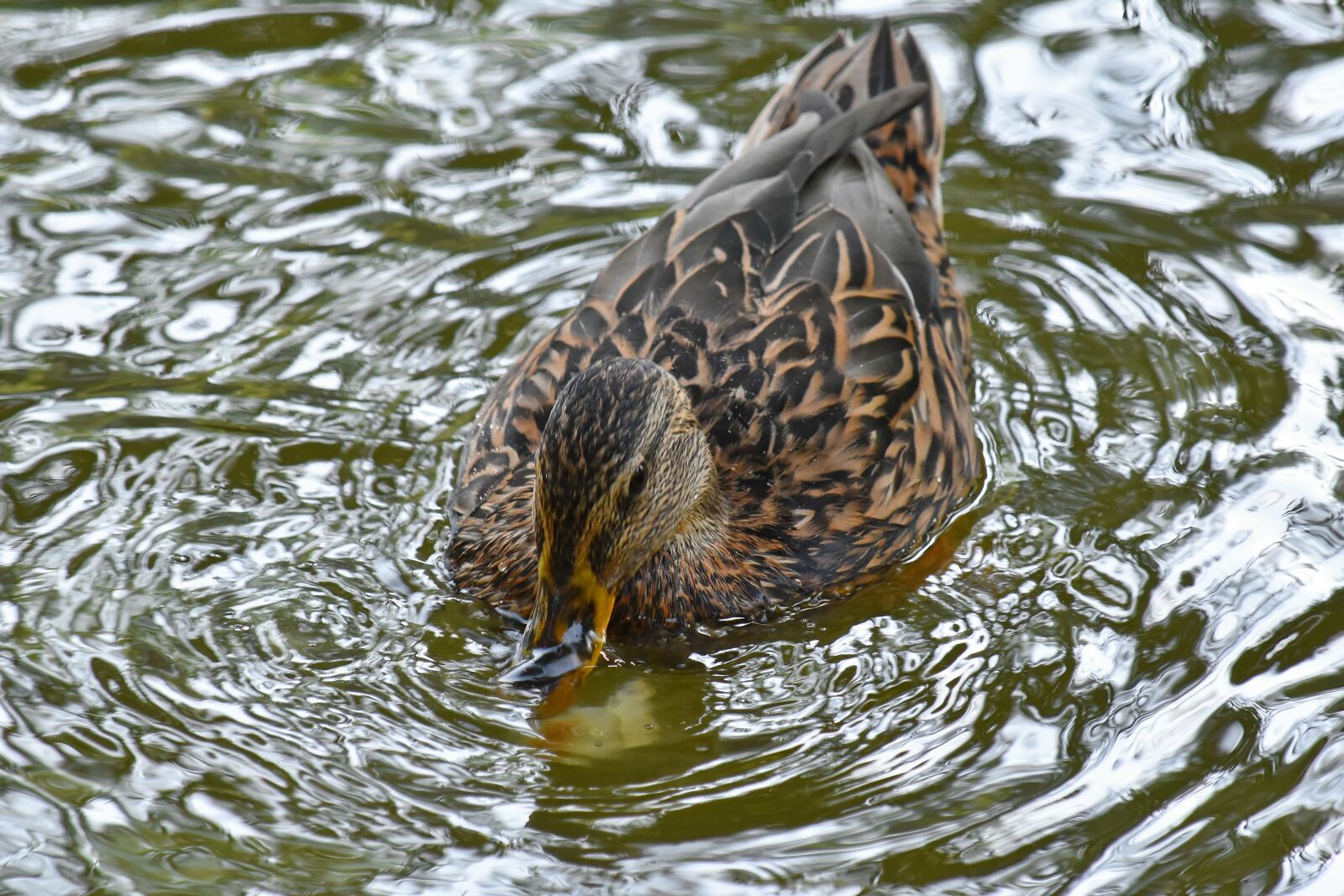Nikon D5500 sample photo. Mallard, wading bird, wildlife photography