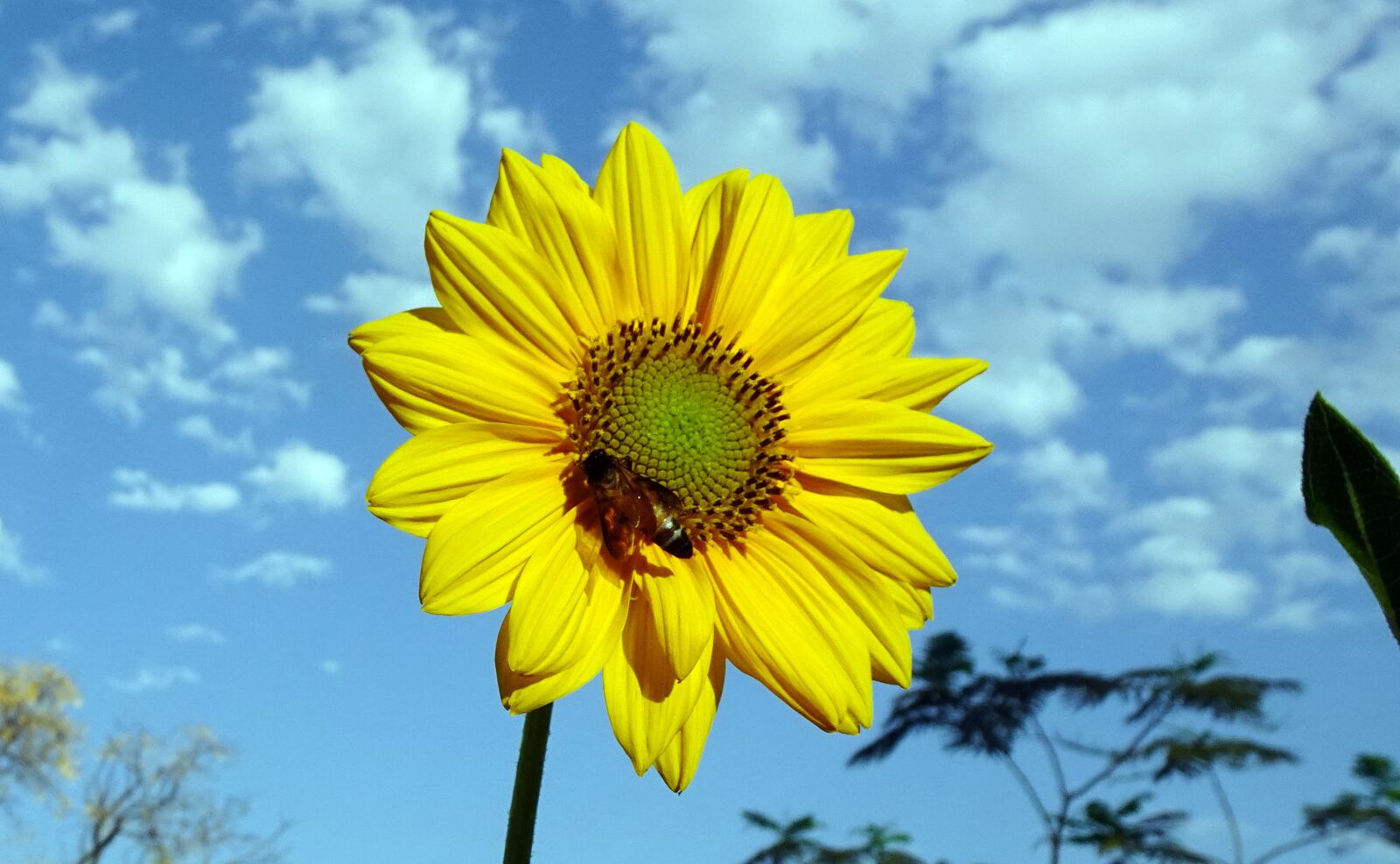 Sony DSC-WX800 sample photo. Flower, sunflower, ornamental photography