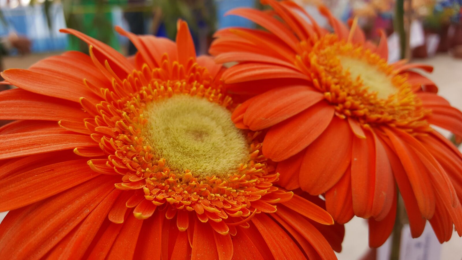 Samsung GALAXY S6 edge sample photo. Flowers, sun, beautiful photography
