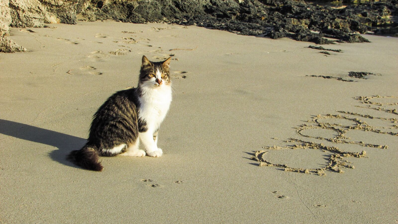 Canon PowerShot SX400 IS sample photo. Beach, cat, sea photography