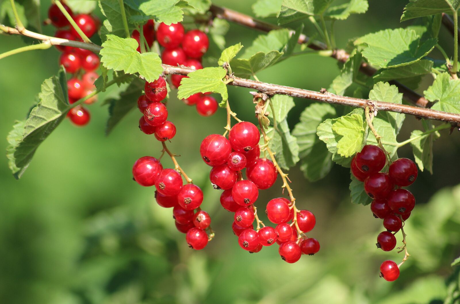 Canon EOS 1200D (EOS Rebel T5 / EOS Kiss X70 / EOS Hi) sample photo. Currant, red, maturation photography