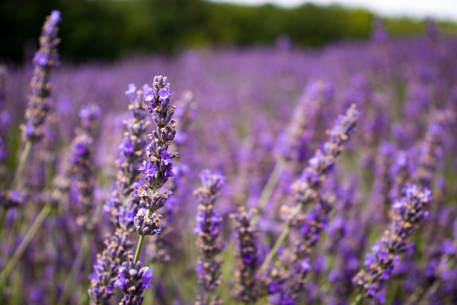 Canon EOS 800D (EOS Rebel T7i / EOS Kiss X9i) sample photo. Lavender, provence, purple photography