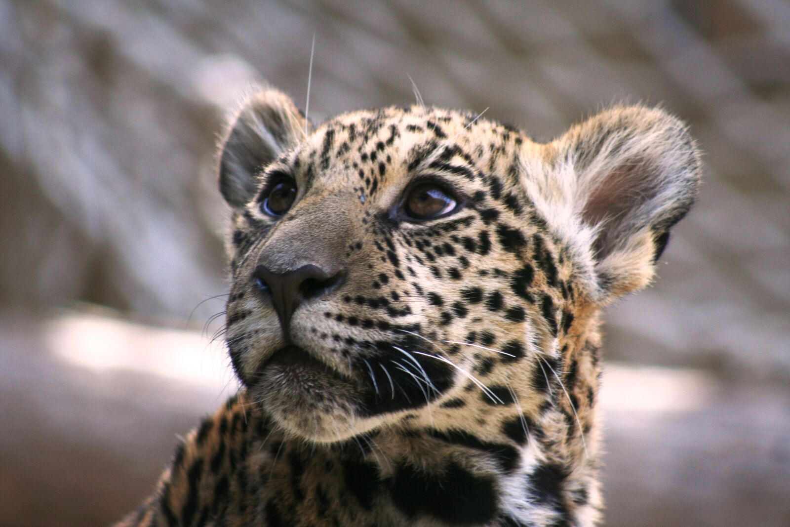 Canon EOS 350D (EOS Digital Rebel XT / EOS Kiss Digital N) sample photo. Leopard, head, attention photography