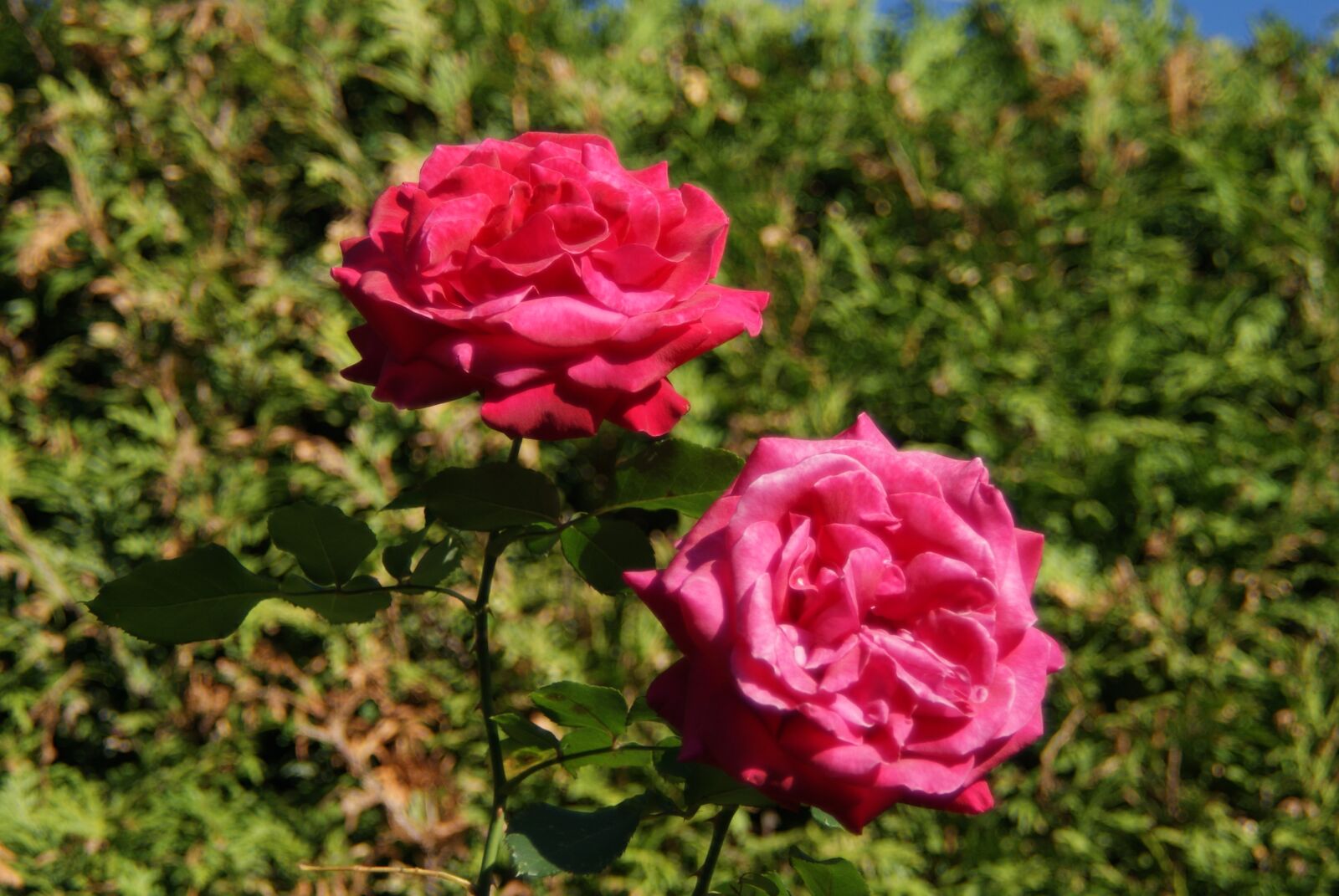 Sony Alpha DSLR-A200 sample photo. Roses, blossom, bloom photography