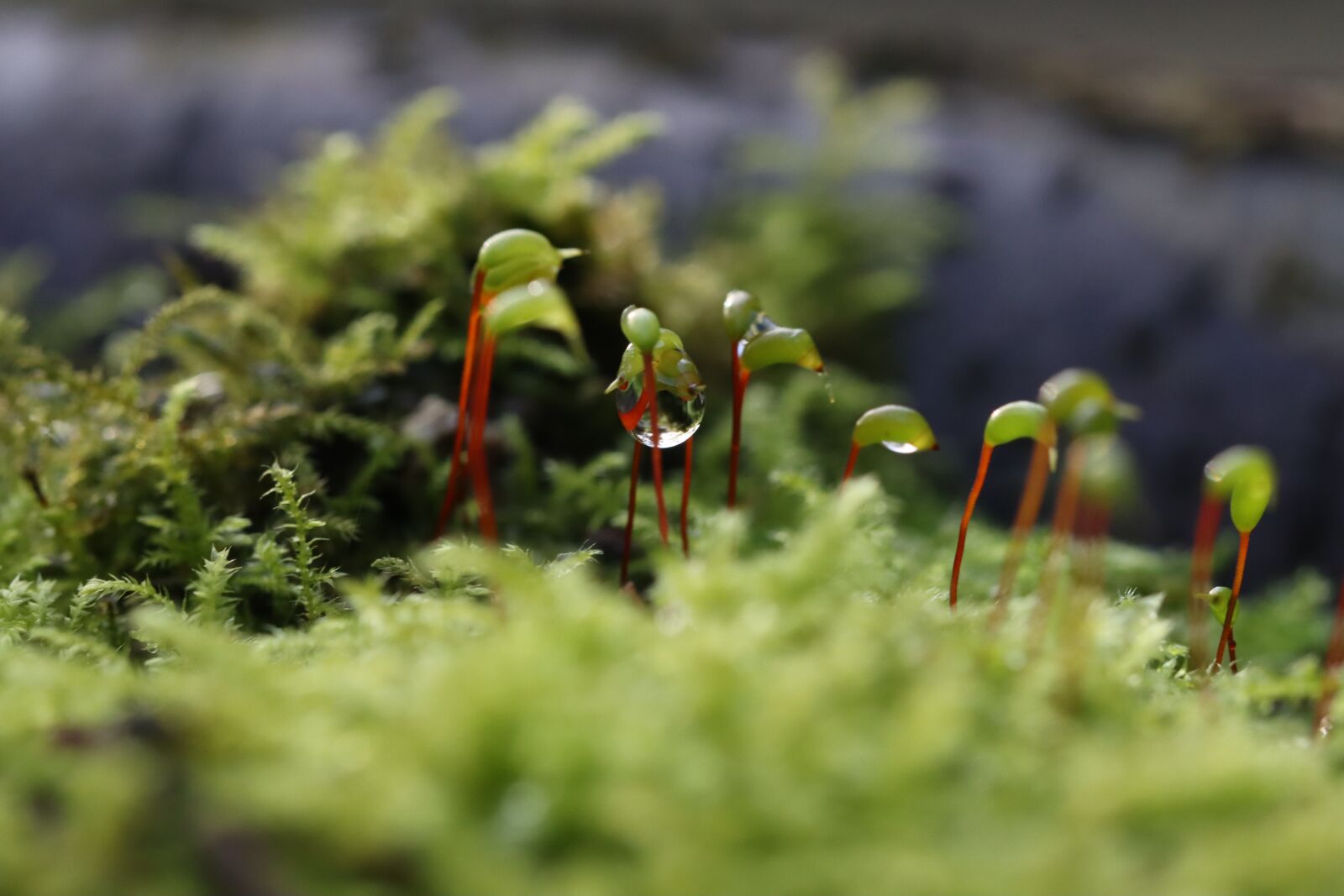 Canon EOS 90D sample photo. Foam, macro, nature photography