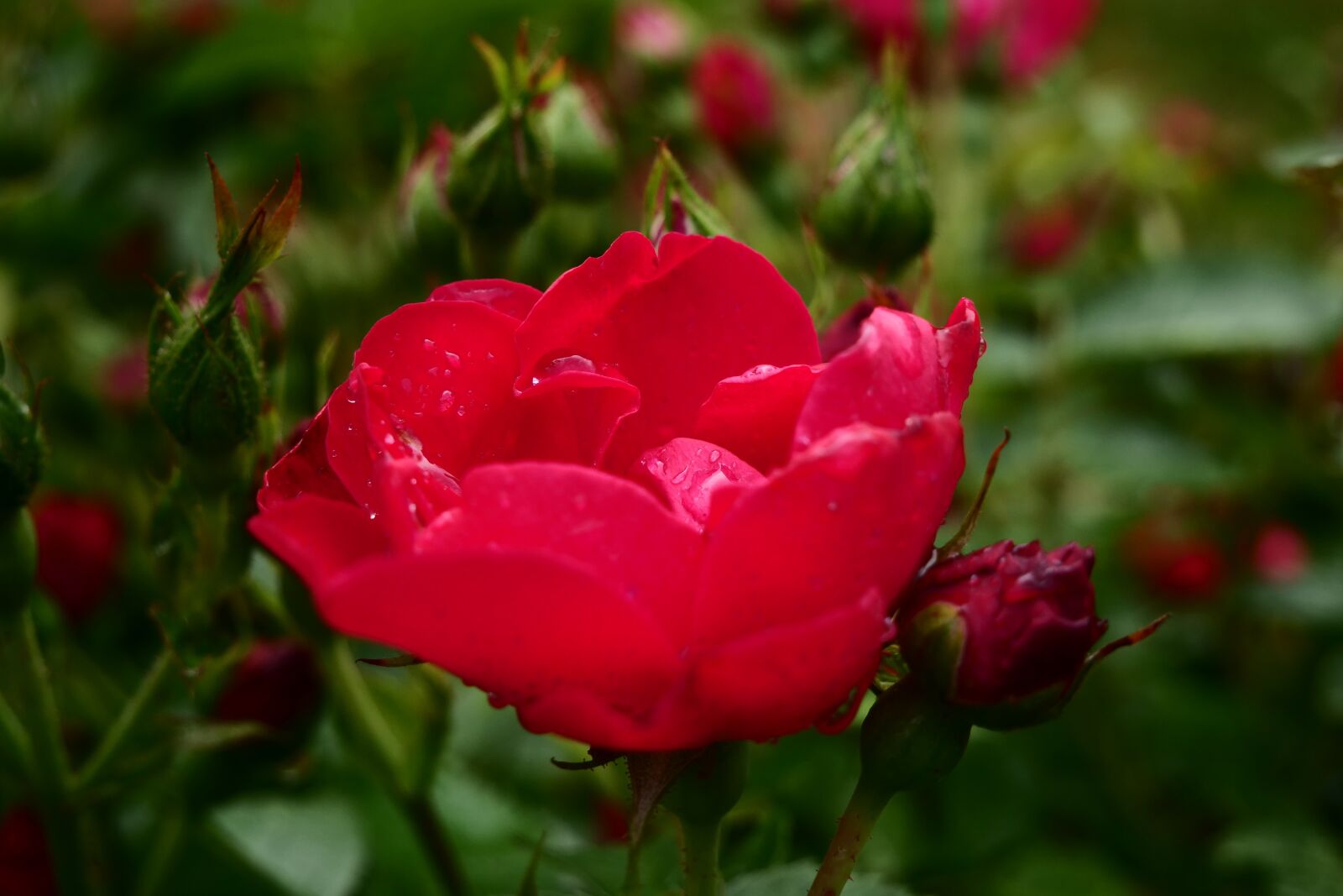 Panasonic Lumix DC-G9 sample photo. Rose, red rose, garden photography