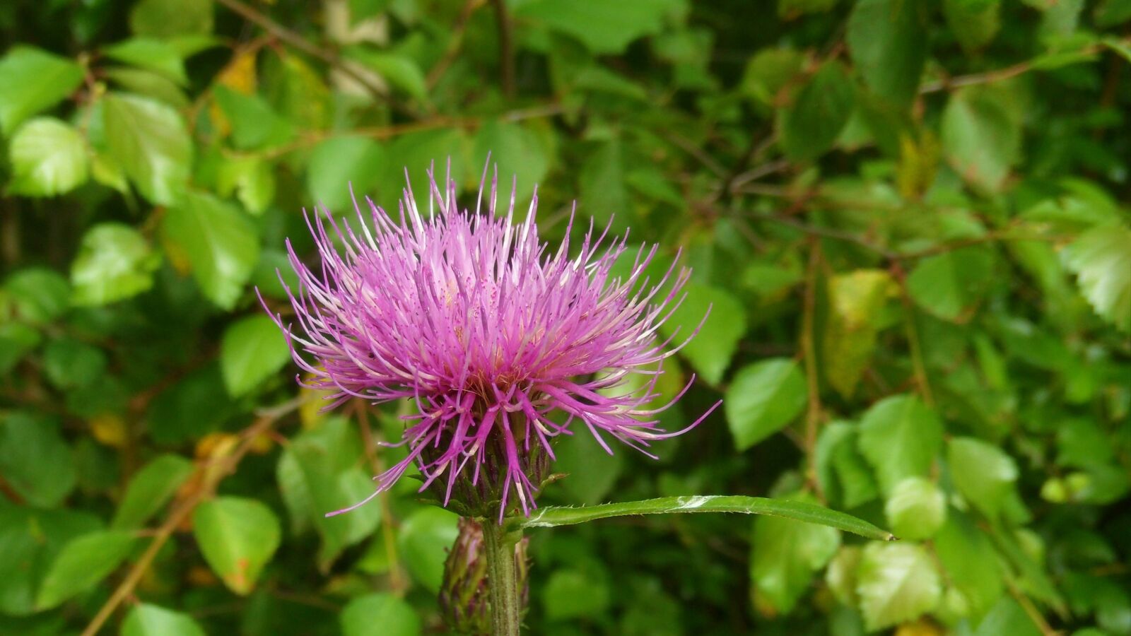Samsung ST1000 /  ST1100 / VLUU ST1000 /  CL65 sample photo. Thistle, flower, plant photography