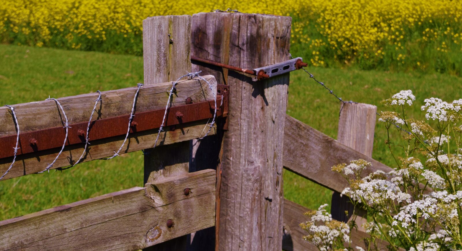Nikon D3300 sample photo. Hellevoetsluis, fence, pasture photography