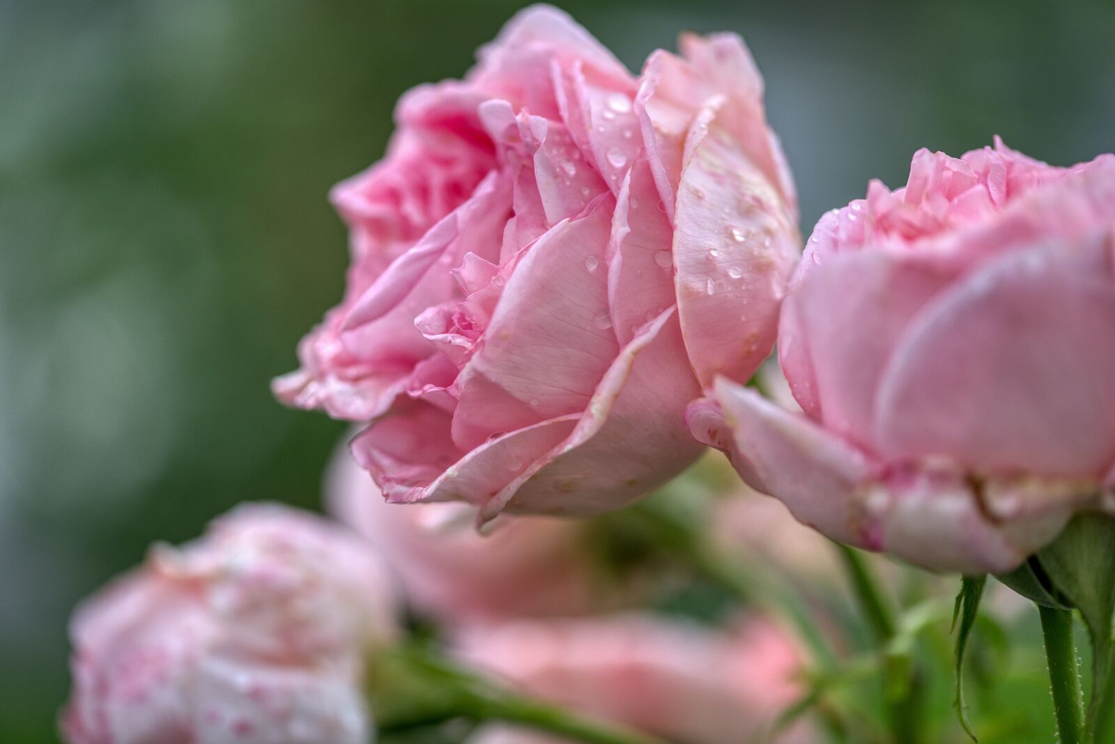 Nikon D750 sample photo. Roses, bloom, rose bush photography