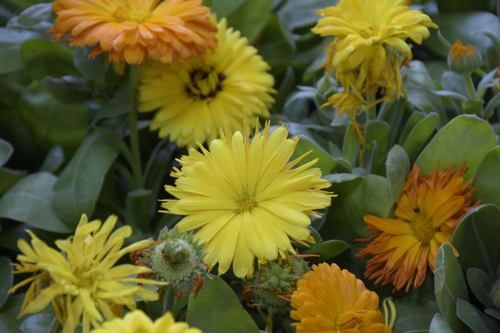 Nikon D7200 sample photo. Flowers, nature, summer photography
