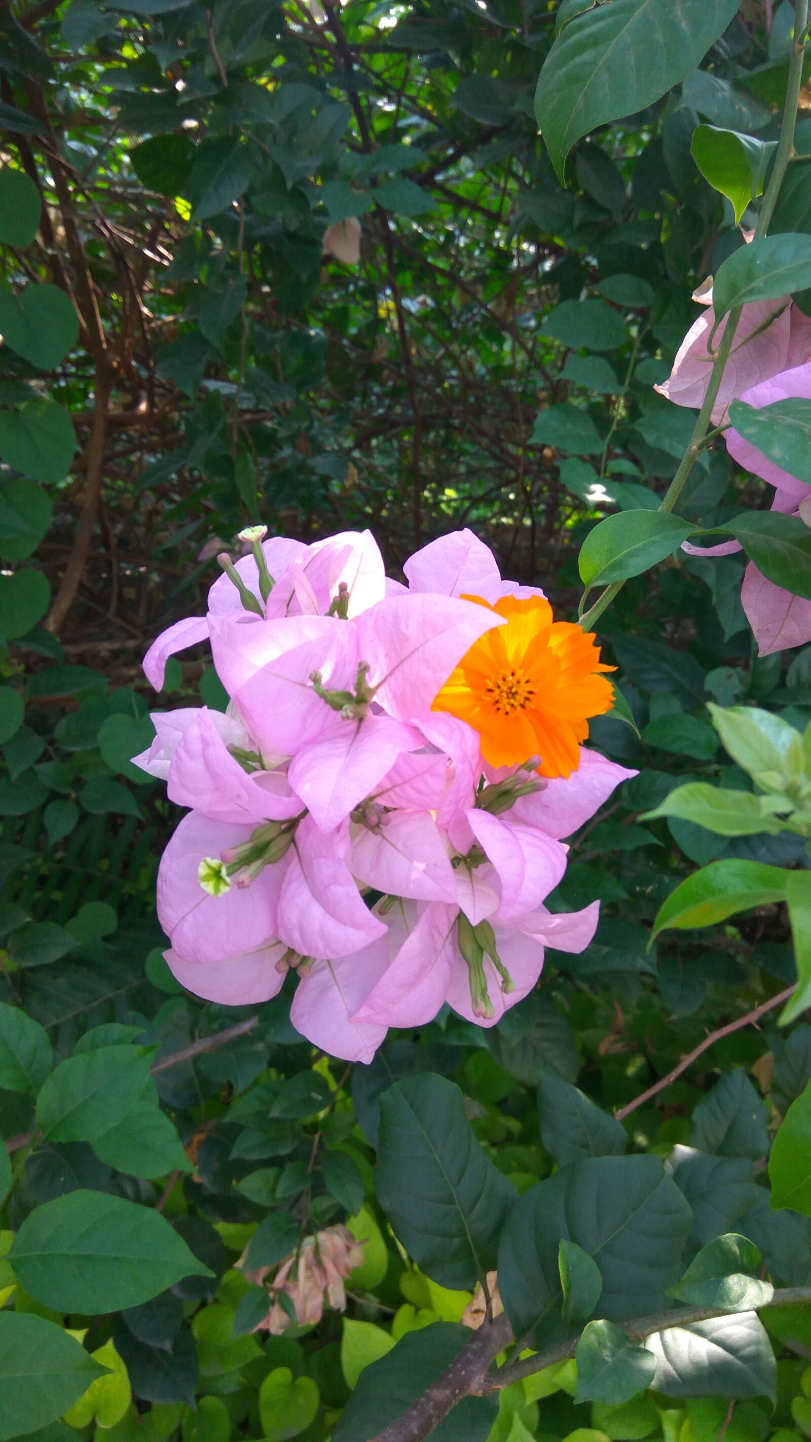 Xiaomi Redmi Note3 sample photo. Flower, garden, nature photography