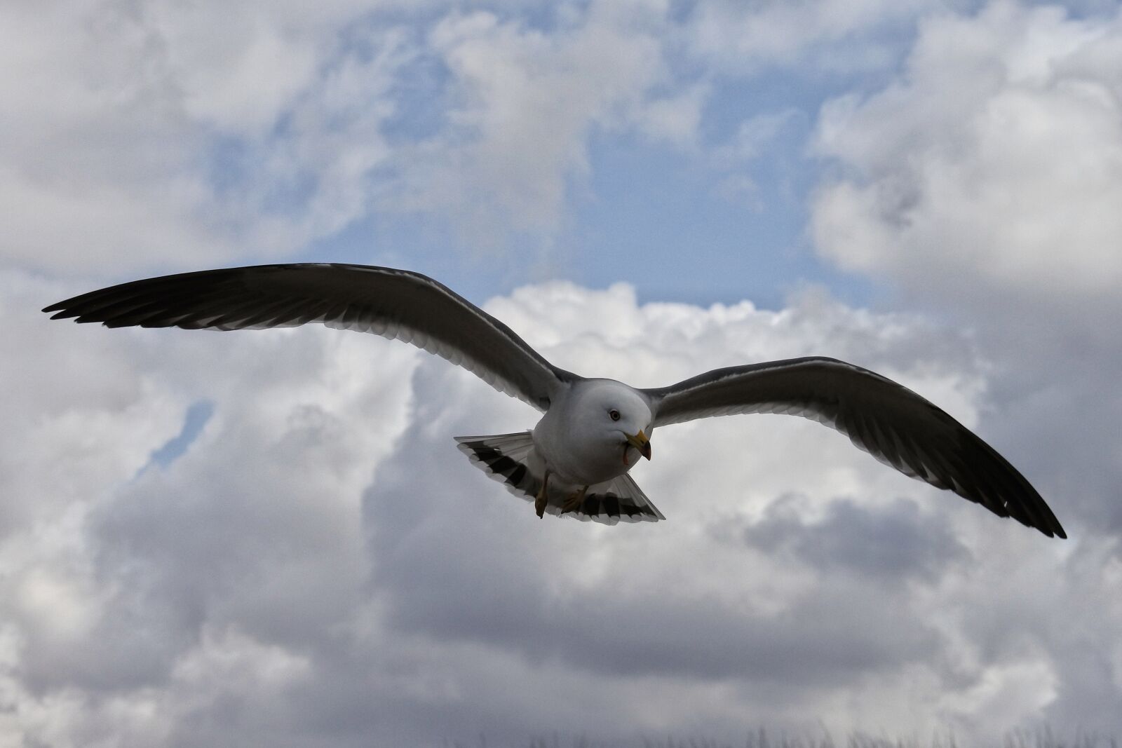 Nikon 1 Nikkor VR 30-110mm F3.8-5.6 sample photo. Animal, sky, cloud photography