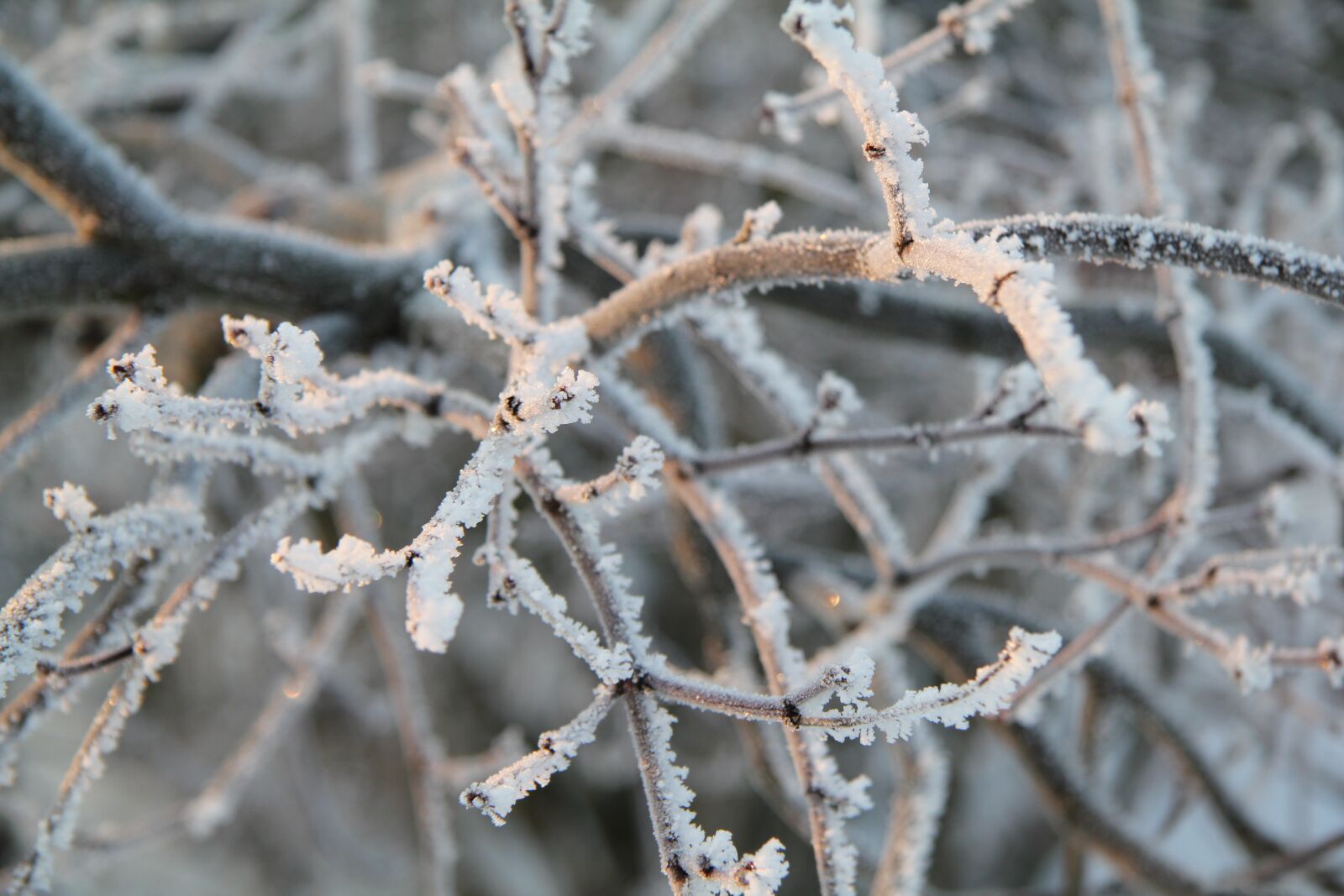 Canon EOS 550D (EOS Rebel T2i / EOS Kiss X4) sample photo. Winter, frost, cold photography