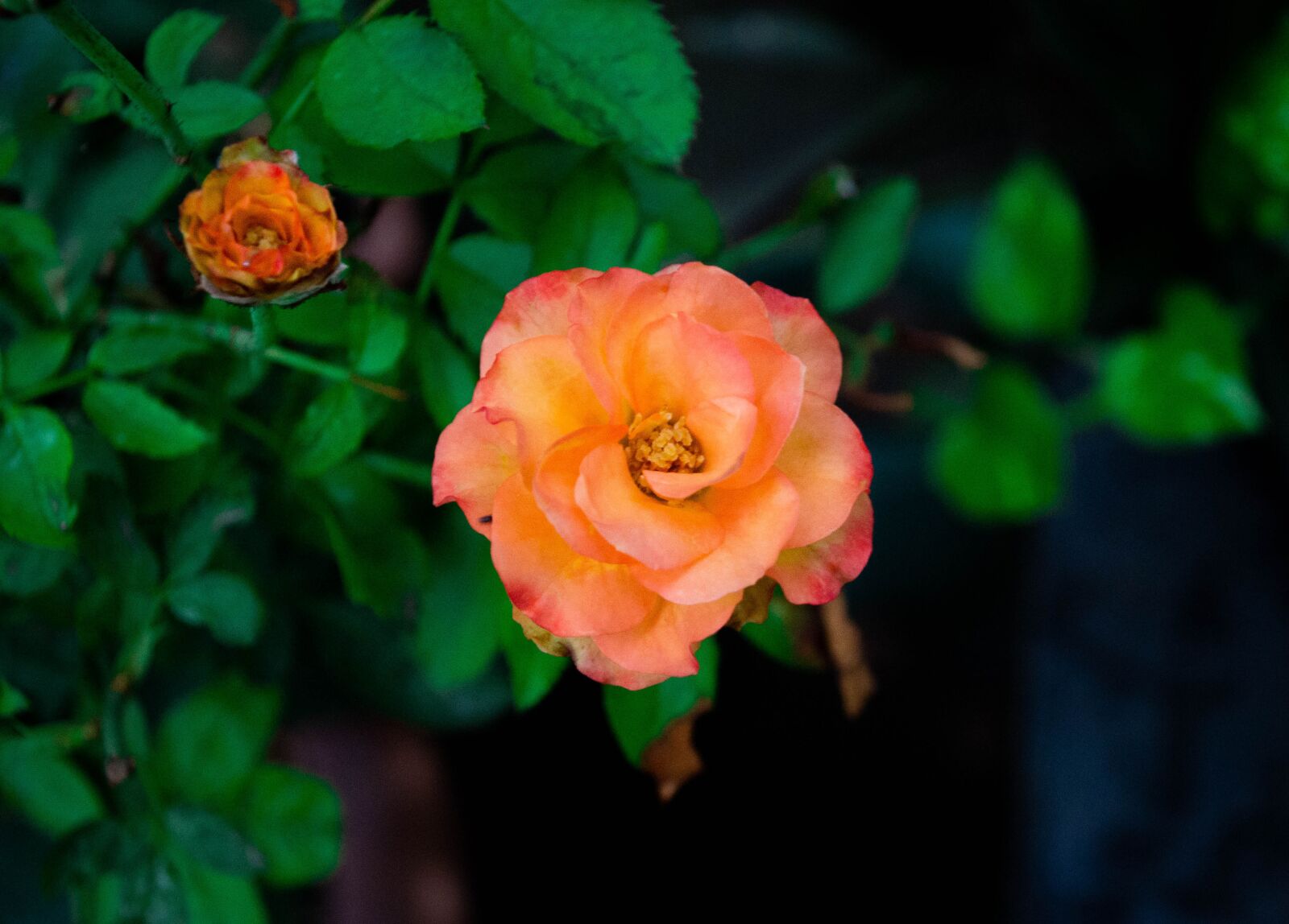 Nikon D3100 sample photo. Rose, orange rose, roses photography
