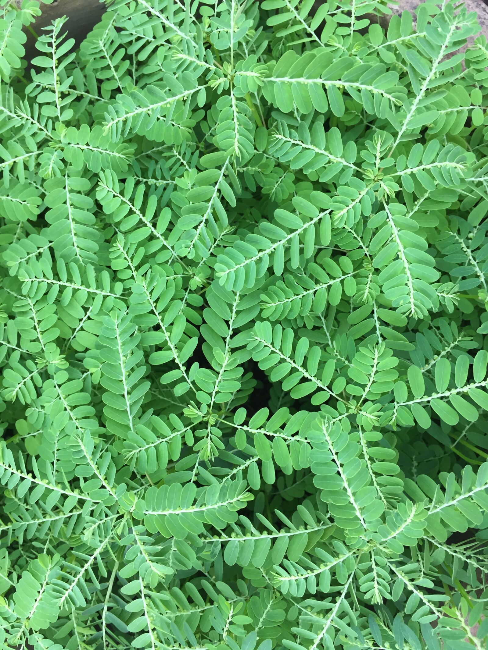 Apple iPhone 6 sample photo. Grass, mimosa, green photography