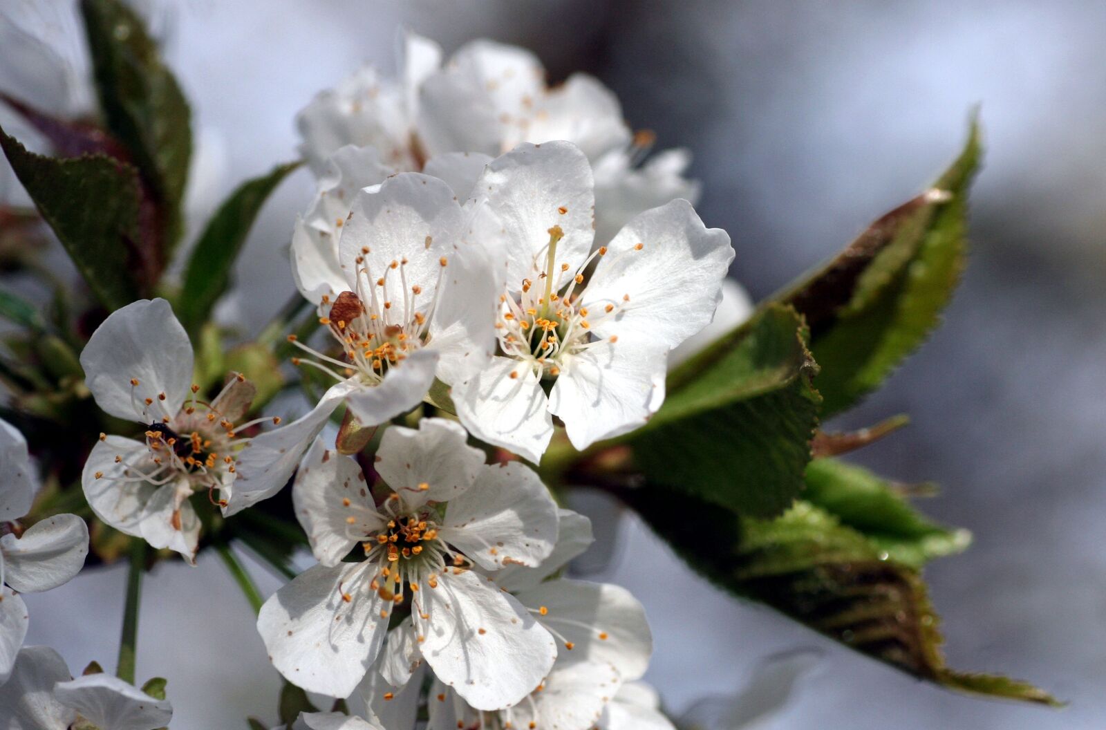 Canon EOS 350D (EOS Digital Rebel XT / EOS Kiss Digital N) sample photo. Flowers, tree, spring photography