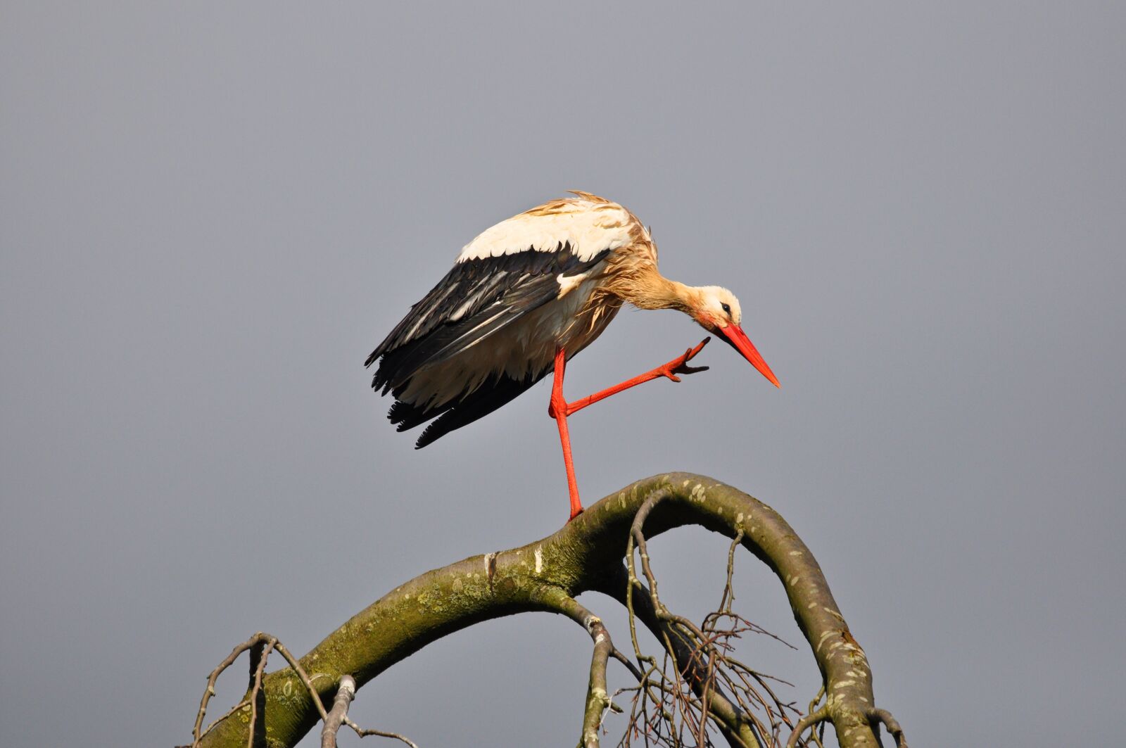 Nikon D90 sample photo. Stork, bird, animal photography