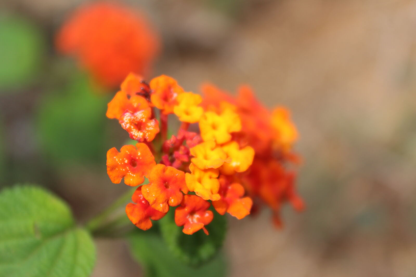 Canon EOS 1300D (EOS Rebel T6 / EOS Kiss X80) sample photo. Wild, flower photography