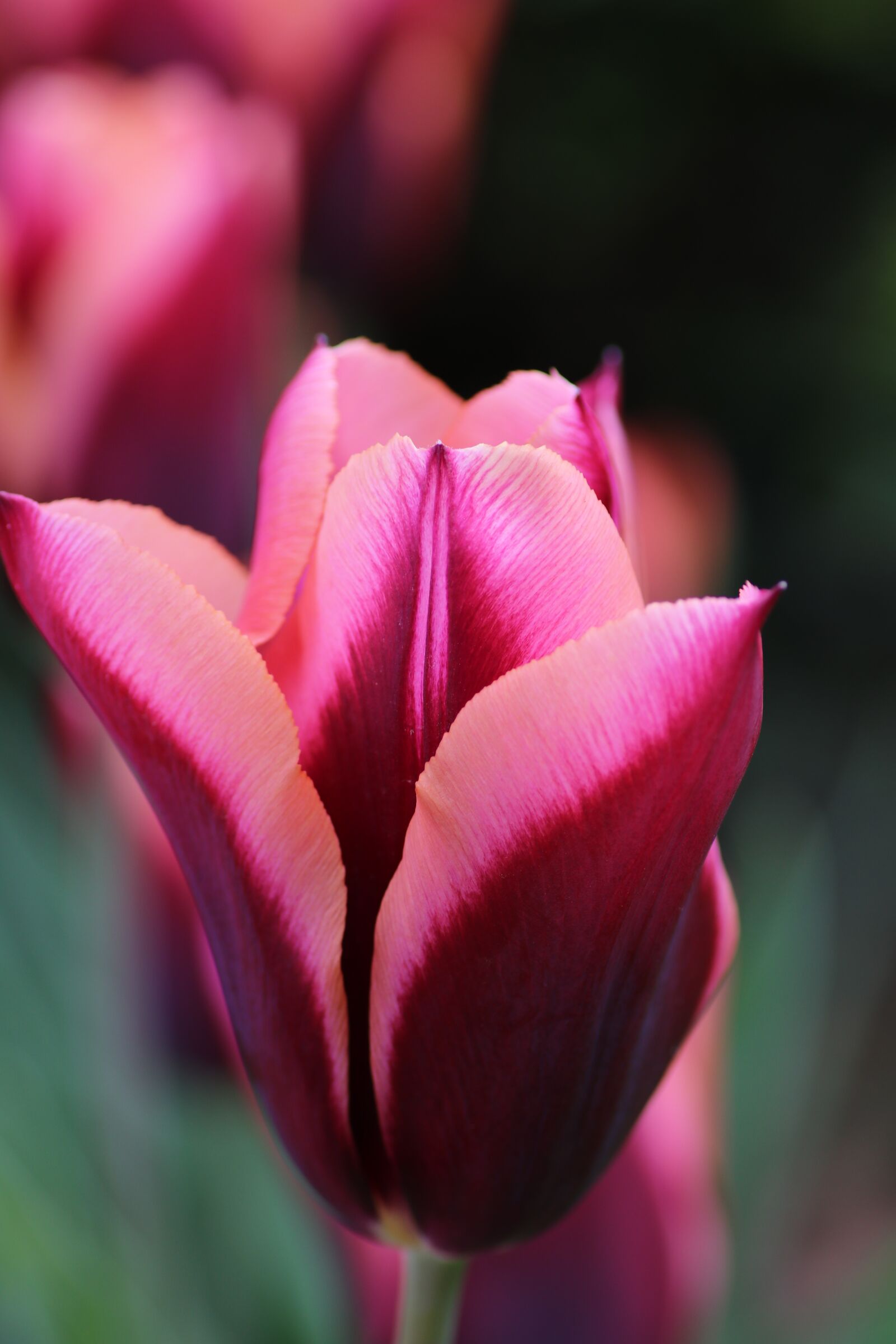 Canon EOS 80D sample photo. Tulip, pink, spring photography