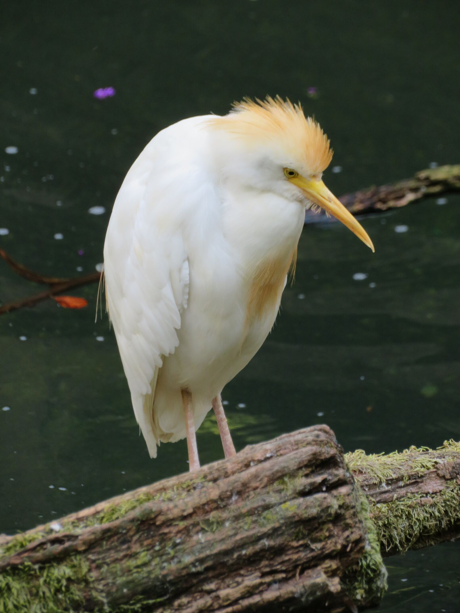Canon PowerShot SX720 HS sample photo. Cattle egret, bird, egret photography