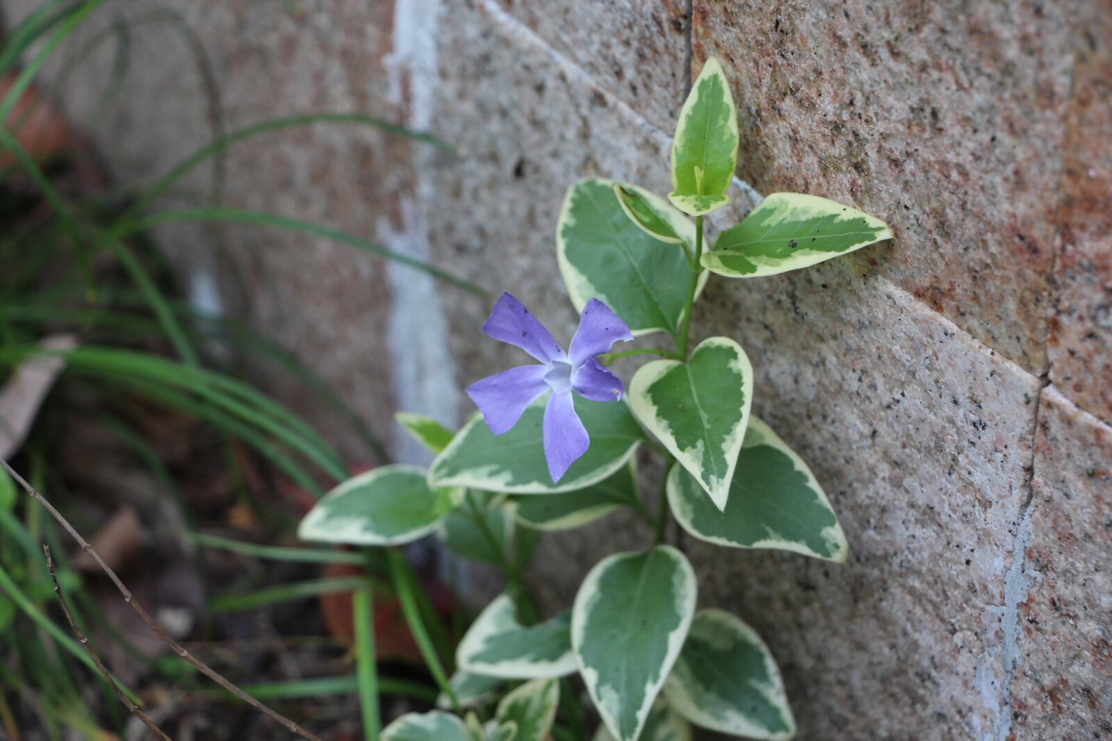 Canon EOS 700D (EOS Rebel T5i / EOS Kiss X7i) sample photo. Corner, plant, corner plant photography