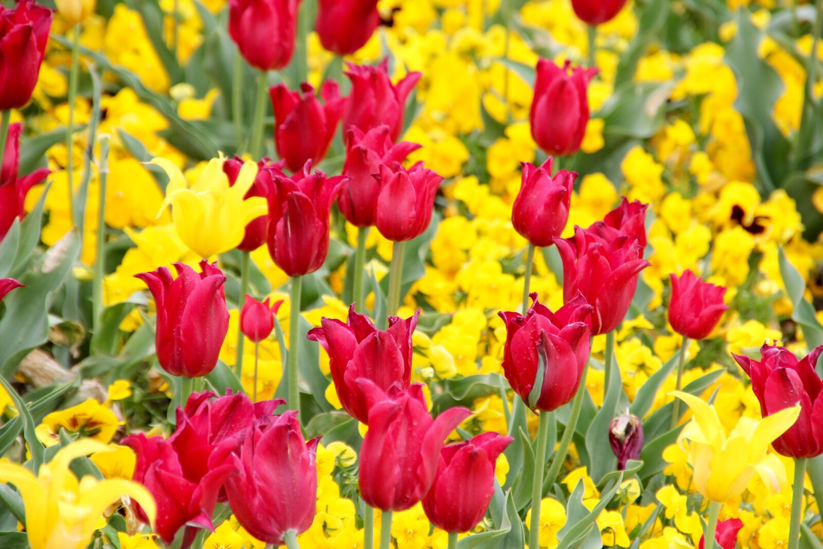 Canon EOS 60D sample photo. Tulips, holland, flowers photography
