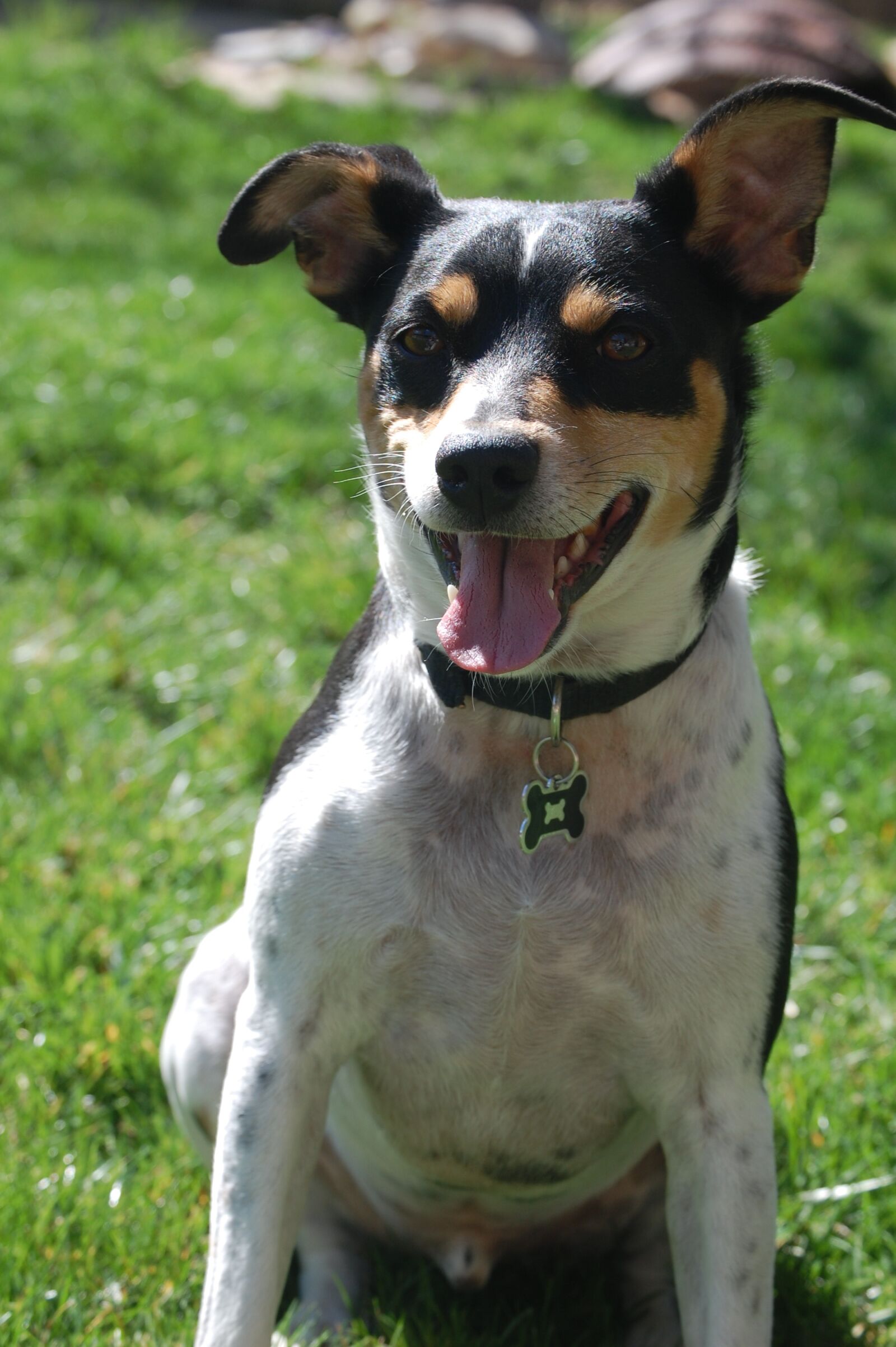 Nikon D40 sample photo. Dog, rat terrier, terrier photography
