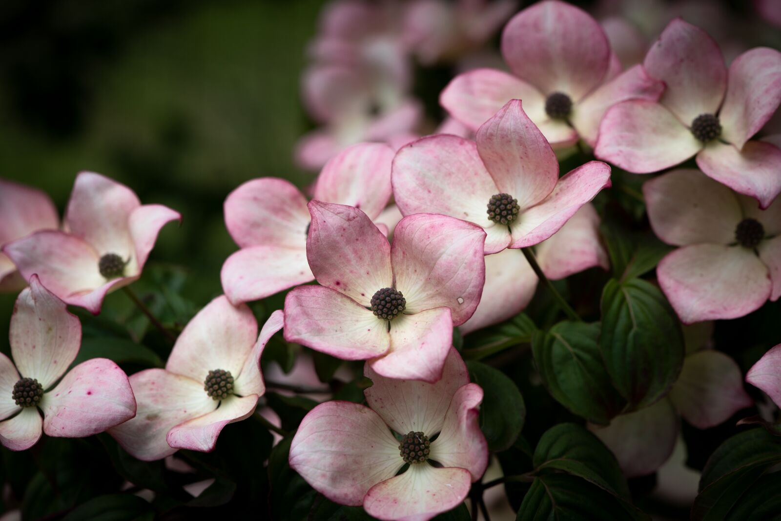 Nikon D750 sample photo. Dogwood, flowers, tree blossoms photography