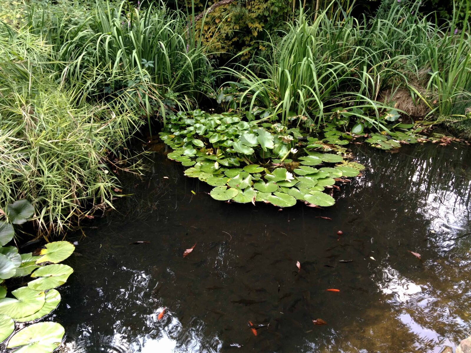 Lenovo S60-A sample photo. Swamp, garden, nature, environment photography