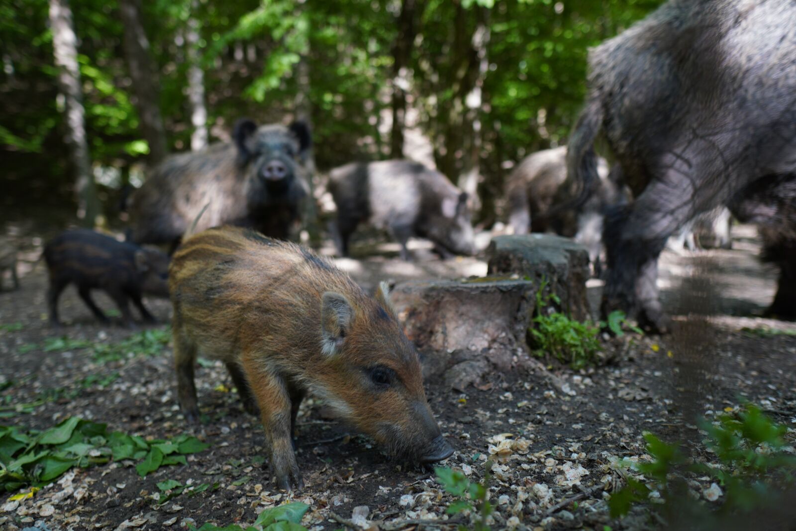 Sony a6400 + Sigma 16mm F1.4 DC DN | C sample photo. Wild boar, pig, sows photography