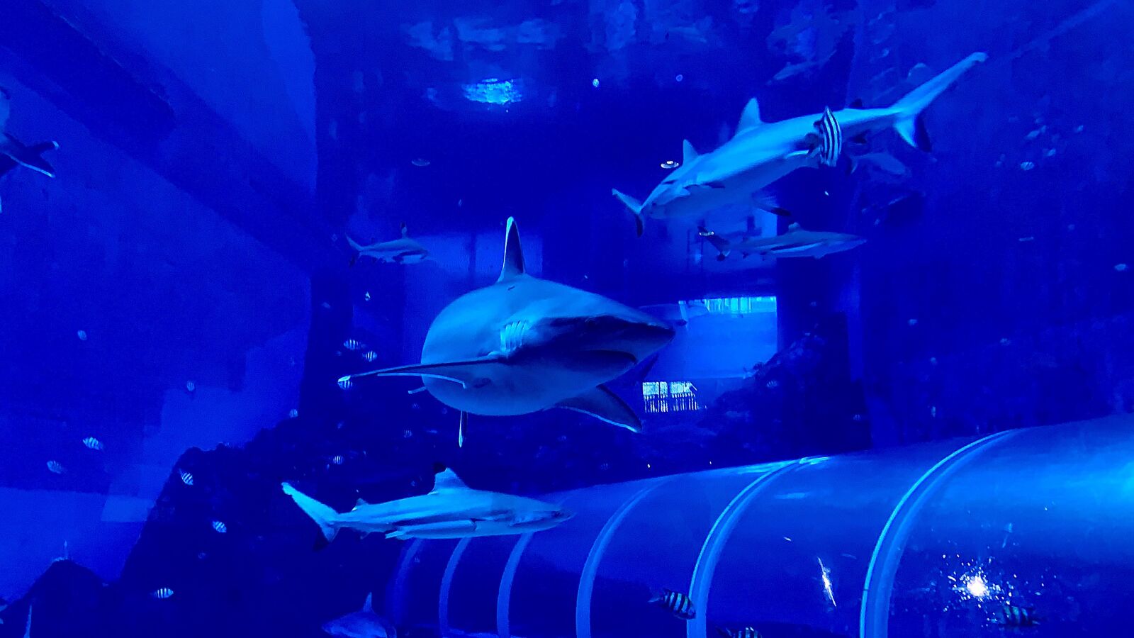 Apple iPhone XS Max sample photo. Shark, ocean, blue photography