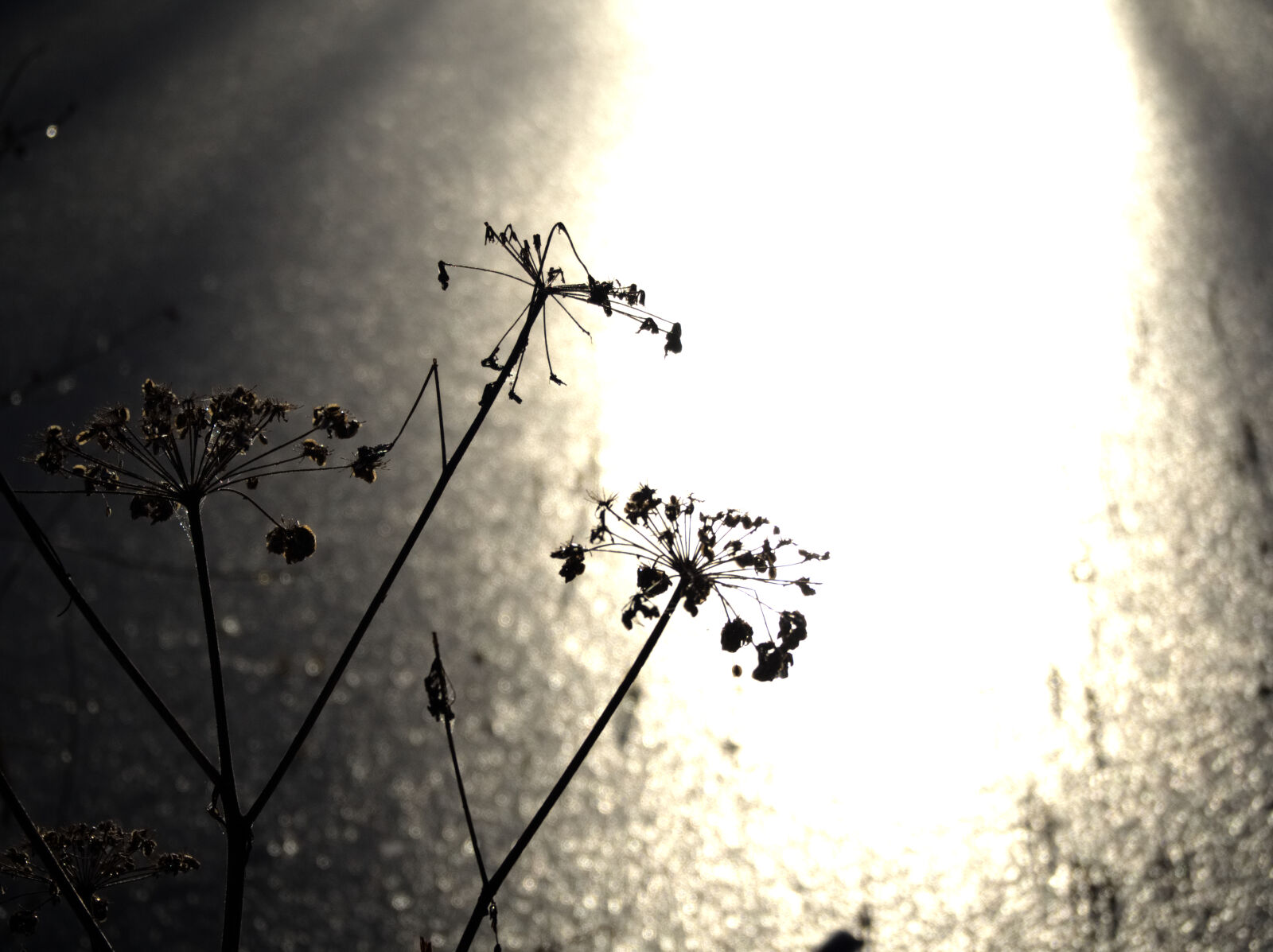 Olympus OM-D E-M10 II sample photo. Close, up, morning, sun photography